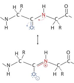 Double-bond characteristics of the peptide bond due to resonance