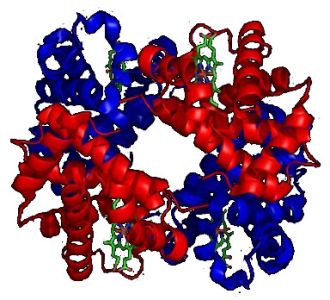 Quaternary protein structure: hemoglobin, a dimer of α-globin and β-globin