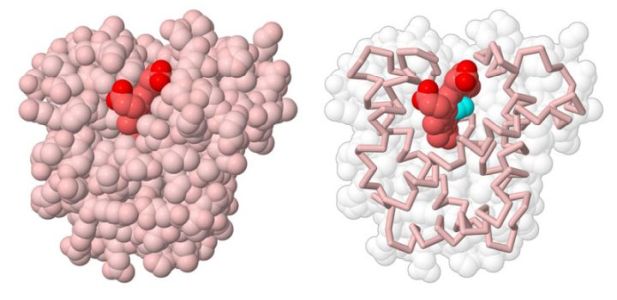 Tertiary protein structure: globular structure of myoglobin