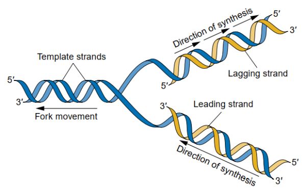 DNA replication at the growing fork [Anthony J. F. Griffiths et. al., An Introduction to Genetic Analysis, 8th Edition, © 2005, W.H. Freeman, New York]