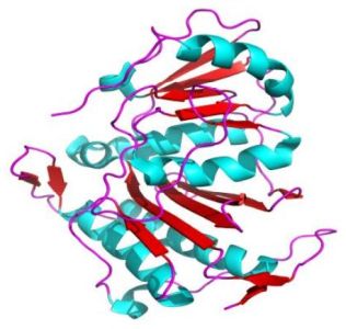 Tertiary protein structure: superoxide dismutase (α + β domain)