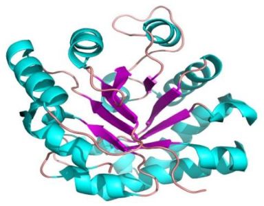 Tertiary protein structure: triosephosphate isomerase (α/β domain)