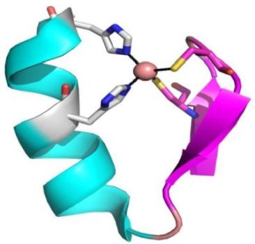Supersecondary protein structure: Zinc Finger motif