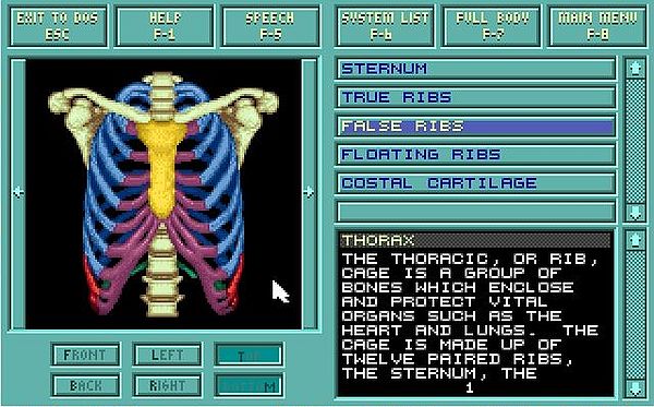 Body Illustrated 1992 on MS-DOS 7.10: Skeletal system exploration - Thorax (front view)
