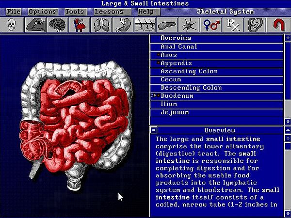 Bodyworks 3.0 on MS-DOS 7.10: Lessons - Digestive system